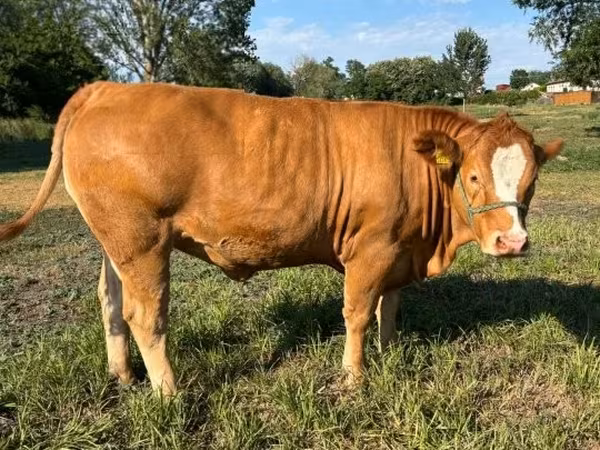 Cow, Simmental cattle — Hungary
