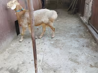 Beran, Arashan sheep — foto 5