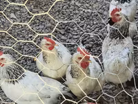 Chickens — Foto 1