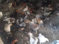 Chickens — 照片 6