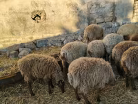 Qoʻchqor, Qoʻylar — 3-rasm