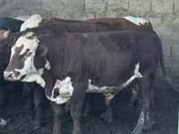 Býk, Simmental cattle — foto 3
