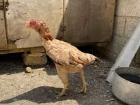 Shamo chickens — foto 8