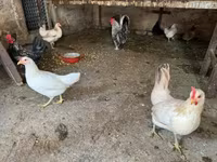 Danish hen — picha 1
