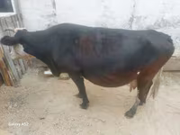 Mucca, Simmental cattle — foto 3