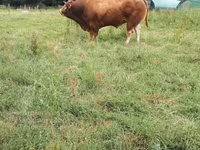 Stier, Limousin koe — foto 4