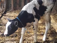 Byk, Russian Black pied cattle — zdjęcie 3
