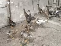 Ducks — fotografija 3