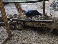 Chickens — zdjęcie 1