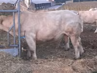 ወንድ በሬ, Charolais cattle — ፎቶ 1
