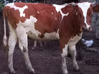 ላም, Cattle — ፎቶ 1