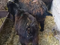 Billy Goat, Goats — photo 6