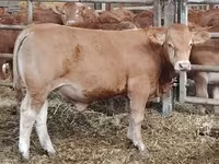 Bull, Limousin cow — photo 1