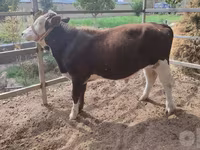Tyre, Simmental cattle — foto 7
