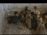 Ducks — عکس 5