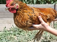 Chickens — zdjęcie 2