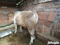 Бух, Simmental cattle — 2 зураг