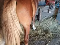 Hingst, Heste — foto 3