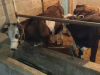 วัวตัวผู้, Simmental cattle — รูปภาพ 1
