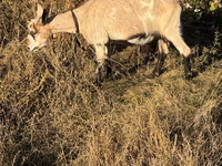 Goat, Goats — photo 4