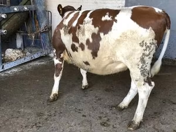 Razza Holstein