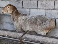 میش, Arashan sheep — عکس 6