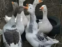 Geese — zdjęcie 1
