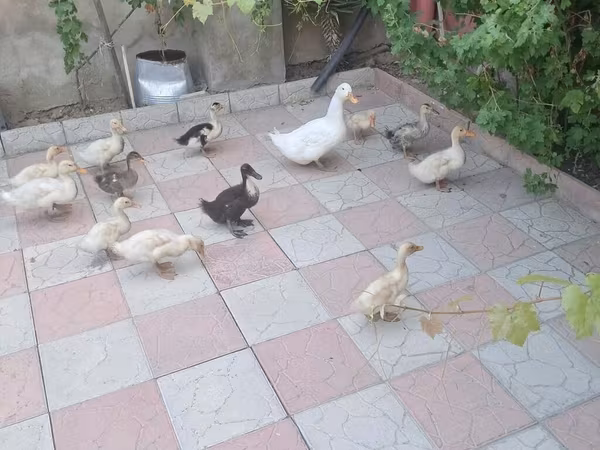 Ducks
