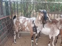 Jarac, Nubian Goat — fotografija 6