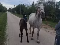Kobyła, Friesian — zdjęcie 7