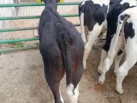 Toro, Razza Holstein — foto 3