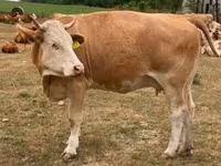 Krava, Simmental cattle — foto 1