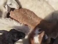 Kambing jantan, Sheep — foto 2