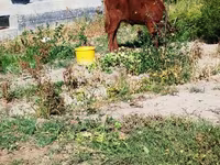 Lembu betina, Cattle — foto 3