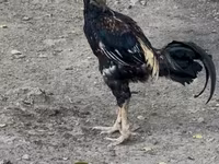 Chickens — عکس 1