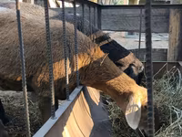 Pecora, Pecore — foto 8