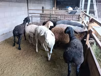 میش, Rhon sheep — عکس 3