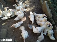 Ducks — foto 6