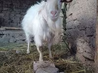 Kozioł, Kozy — zdjęcie 1