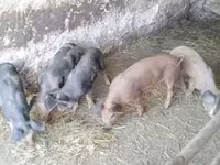 Prasnice, Prasata — foto 2