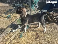 Koza, Alpine goat — foto 7