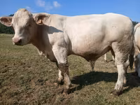 ወንድ በሬ, Charolais cattle — ፎቶ 4