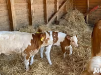 گاو ماده, Simmental cattle — عکس 3