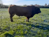 Taureau, Partenaise cattle — photo 6