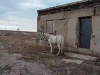 Caballo, Caballos — foto 6