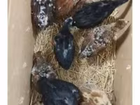 Chickens — foto 6