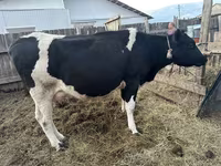 Vacă, Rasa Holstein — foto 1