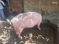 مادہ سؤر, سور — تصویر 5