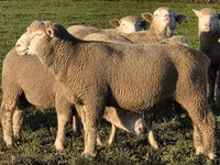 숫양, Ile-de-France sheep — 사진 1