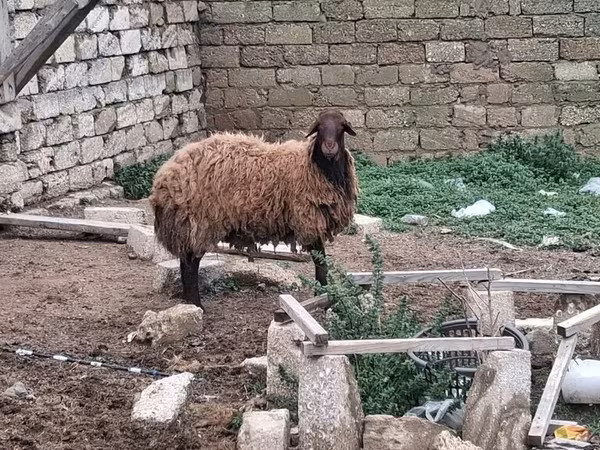 Koyun, Koyunlar